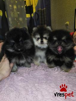Ράτσα: Πομεράνιαν - Pomeranian | Ηλικία: 3 μηνών | Φύλο: Αρσενικό | Αρ. Microchip: 985113009736559 | Ιδιώτης | Εκπαιδευμένο | Pedigree | Περιοχή: Αθήνα, Αττική